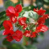 2 Red Bougainvillea Plants Live, Perennial Bougainvillea Flowers Vine, Outdoor Garden Planting 5-9 Inches