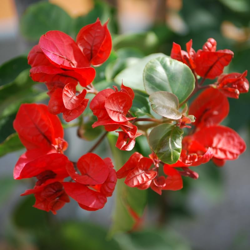 2 Red Bougainvillea Plants Live, Perennial Bougainvillea Flowers Vine, Outdoor Garden Planting 5-9 Inches