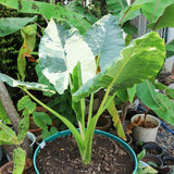 Variegated Green White Colocasia Plants, 3-6" Elephant Ear Esculenta Taro Alocasia Live Plant for Outdoor Planting, Alocasia Plants Bare Root, No Pot, Live Colocasia Houseplant