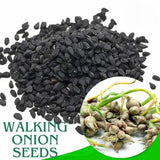 200 Walking Onion Seeds for Planting, Hardy Perennial Vegetable Egyptian Walking Onion Seeds for Indoor Outdoor Garden and Patio Growing