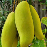 Sweet Mango Tree Live Plant, 2 Feet Tall, Hardy Mango Fruit Tree for Outdoor Planting, Yellow Orange Fruits