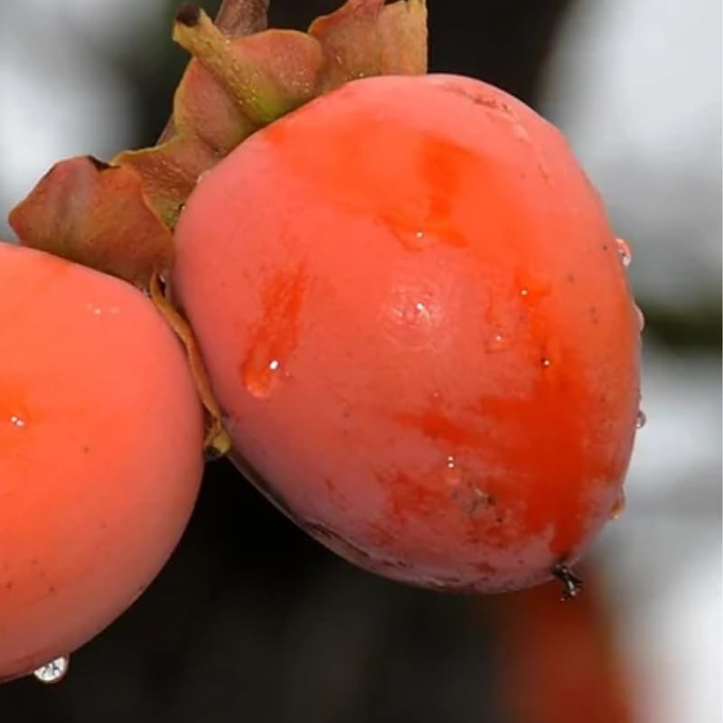 Common Persimmon Trees Live Plants Seedlings, 8-15 Inches Dormant in Winter, Outdoor Planting, Cold Hardy