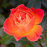 Orange Mini Rose Plant Live, Miniature Rose Bush in 3" Pot, Indoor Outdoor Flowering Plant, Compact Live Rose for Gifts and Gardens