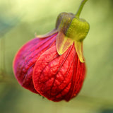 2 Abutilon Plants 5-9 Inches Tall - Lantern Trees Perfect for Enhancing Your Indoor and Outdoor Garden - Trailing Hanging Flower Vine (Pink Abutilon)
