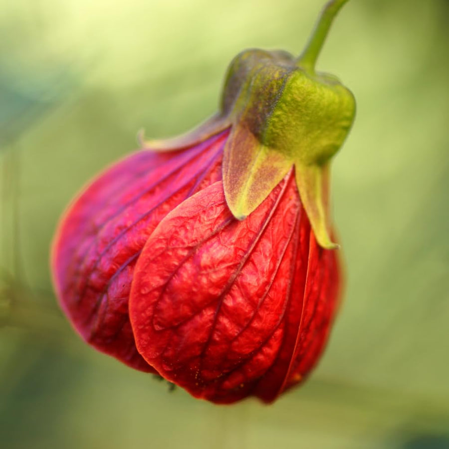 2 Abutilon Plants 5-9 Inches Tall - Lantern Trees Perfect for Enhancing Your Indoor and Outdoor Garden - Trailing Hanging Flower Vine (Pink Abutilon)