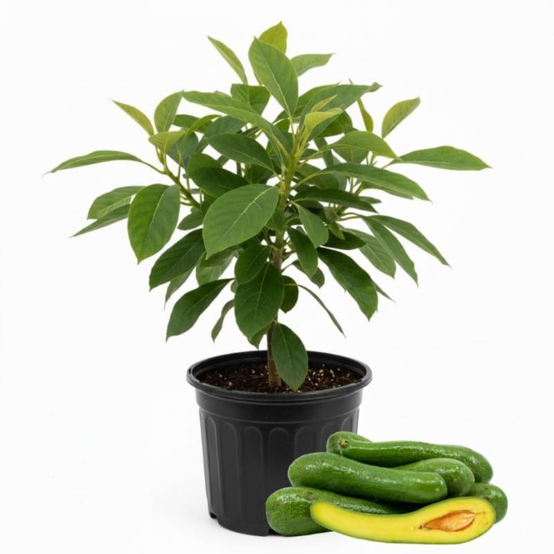 Long Neck Avocado Tree 3 Feet Up, Russell Long Neck Avocado Fruit Tree Live Plant, Ready to Grow
