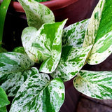 Variegated Green Yellow Pothos Live Plant, 4-6" Tall Hanging Houseplant, Pothos Plant for Indoor Outdoors Garden, Live Houseplants Without Pot