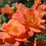 Climbing Rose Bushes Ready to Plant, Well-Rooted, Hardy Roses Tree 5 to 10 Inc Tall, Fragrant, Outdoor Planting (Orange)