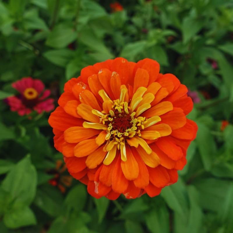 2 Orange Zinnia Plants Live, Zinnia Live Plants for Planting, Flower Plant, 4 Inches Pot