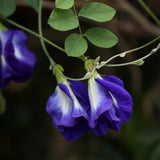 Blue Butterfly Pea Plant Live, Perennial Butterfly Pea 5-7 Inch Tall in 4 Inch Pot, Outdoor Garden Growing