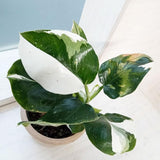 2 Rare Philodendron Live Plants Varieties Collection, Philodendrons Plants Size 5-9 Inc for Indoor Houseplant Décor, Ornamental Tropical Well-Rooted (White Green Philodendron Plants)