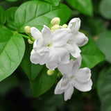 Maid of Orleans Jasmine Plant Live, Arabian Jasmine Flowering Vine Plant 4-9 Inch, Climbing Jasmines Well Rooted Houseplant Indoor Outdoor