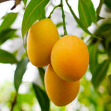 Sweet Mango Tree Live Plant, 2 Years Old Mango Tree Fullt Rooted, Tropical Fruit Tree for Containers and Garden Growing