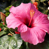 Hibiscus Flower Plant, Hibiscus Plants Live, Tropical Hibiscus Plant, Pink Hibiscus - Zone 10 to 12, Size 5 to 7 Inch Tall