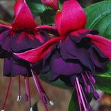 Hardy Fuchsia Plants Live Hanging Basket, Black Fuchsia Plant Pot, 5 Inches Pot, Perennial Colorful Flower Plant