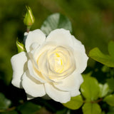 Rare Rose Bush Live Plant - Rose Plant Live to Grow - Bareroot 5-10 Inch Tall - Fragrant Rose Flowers Shrub - No Pot (White Rose)