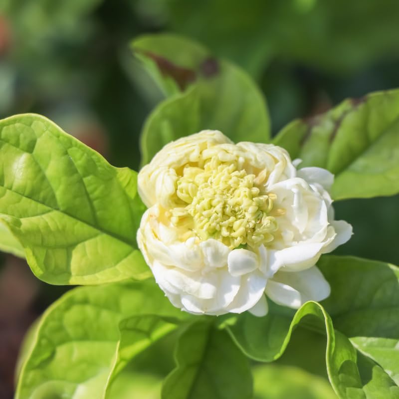 Grand Duke Jasmine Plant Live, Arabian Jasmine Flowering Vine Plant 4-9 Inch, Climbing Jasmines Well Rooted Houseplant Indoor Outdoor