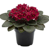 Burgundy Red African Violets Live Plant in 4" Pot, Starter African Violet for HouseplantIndoor Outdoor Home Decor