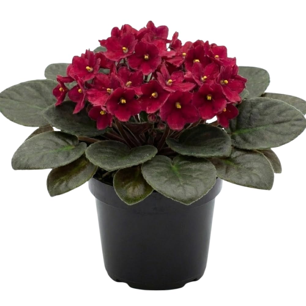 Burgundy Red African Violets Live Plant in 4" Pot, Starter African Violet for HouseplantIndoor Outdoor Home Decor