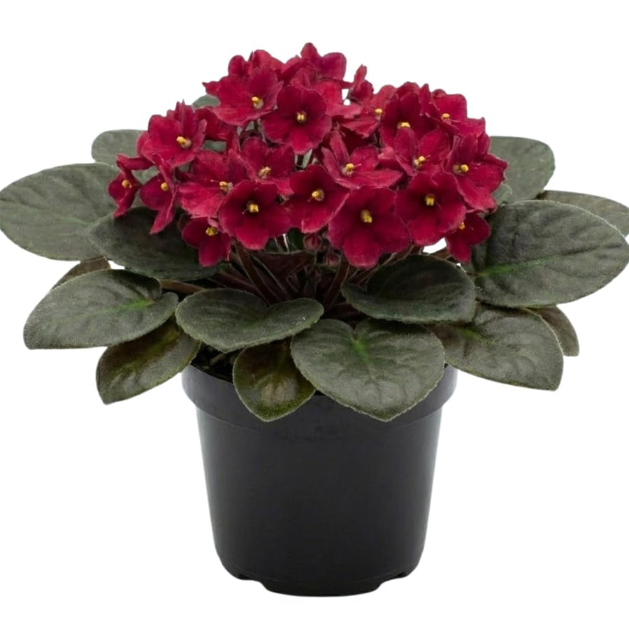 Burgundy Red African Violets Live Plant in 4" Pot, Starter African Violet for HouseplantIndoor Outdoor Home Decor