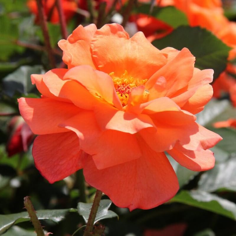 Light Red-Orange Climbing Roses Live Plants 7 Months Old, Rose Bushes Ready to Plant 5-9" Tall, Very Fragrant, Can Grow As Climber or Bush Tree or Trellises, Walls, Fences