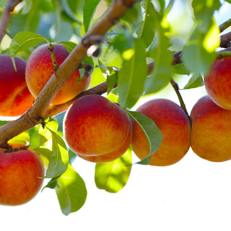 5 Months Old Deep Sweet Peach Seedling Tree Live Plant, 6 to 11 Inches in Tall, Winter Hardy for Gardening Outdoor, No CA