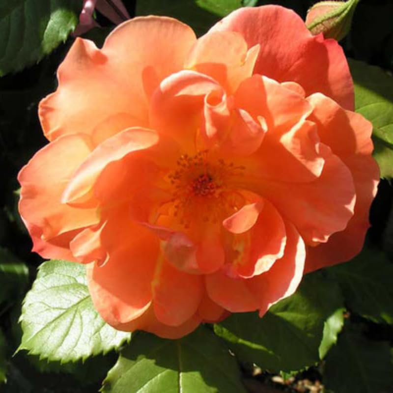 Climbing Rose Bushes Ready to Plant, Well-Rooted, Hardy Roses Tree 5 to 10 Inc Tall, Fragrant, Outdoor Planting (Orange)