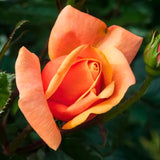 Orange Mini Rose Plant Live, Miniature Rose Bush in 3" Pot, Indoor Outdoor Flowering Plant, Compact Live Rose for Gifts and Gardens