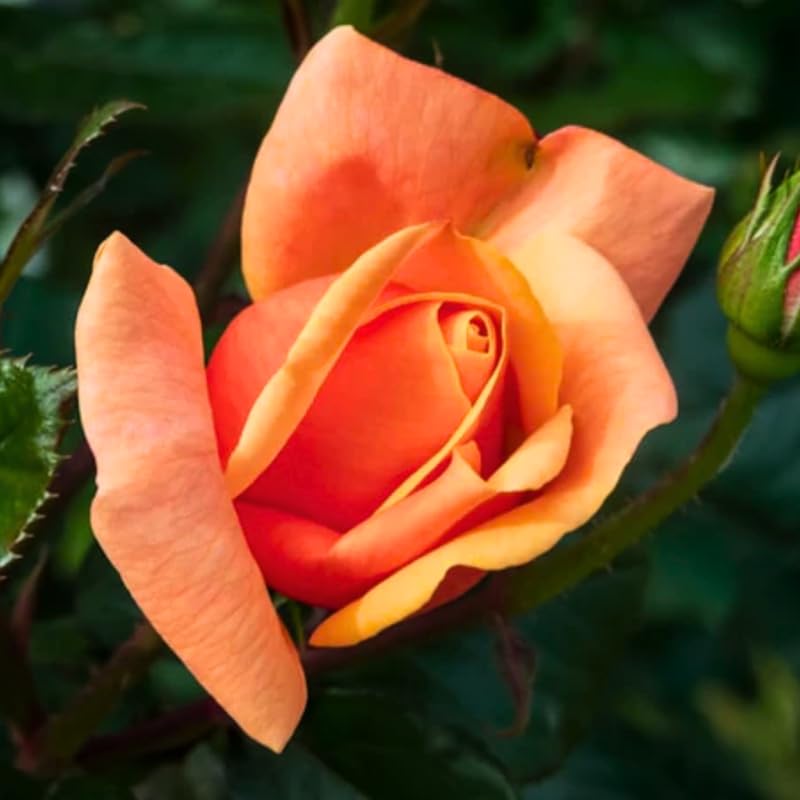 Orange Mini Rose Plant Live, Miniature Rose Bush in 3" Pot, Indoor Outdoor Flowering Plant, Compact Live Rose for Gifts and Gardens