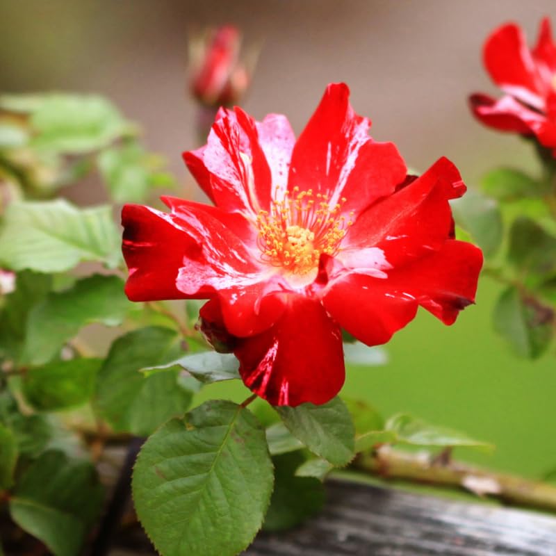 Fourth of July Climbing Roses Live Plants 7 Months Old, Rose Bushes Ready to Plant 5-9" Tall, Very Fragrant, Can Grow As Climber or Bush Tree or Trellises, Walls, Fences