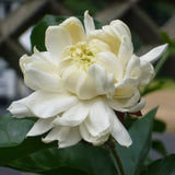 Grand Duke Jasmine Plant Live, Arabian Jasmine Flowering Vine Plant 4-9 Inch, Climbing Jasmines Well Rooted Houseplant Indoor Outdoor