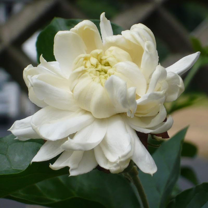 Grand Duke Jasmine Plant Live, Arabian Jasmine Flowering Vine Plant 4-9 Inch, Climbing Jasmines Well Rooted Houseplant Indoor Outdoor