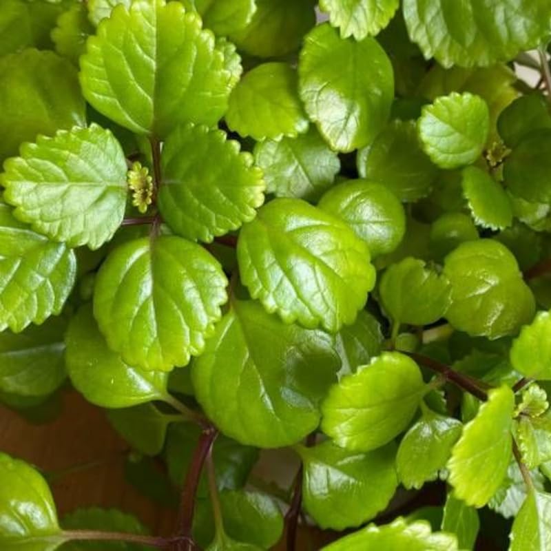 Set 2 Plectranthus Swedish Ivy Plants Live Ready to Grow, Green Swedish Ivy Mint Herb Starter Plants Indoor Outdoor Hanging Basket Houseplant