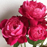 Climbing Bush Roses for Garden, Fragrant and Hardy Rose Plants for Outdoor Planting, No Pot, 5 to 9 Inc Tall Starter Plant Well-Rooted, Hot Pink Blooms