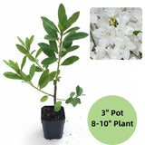 White Azalea Plant in 4 Inch Pot, 8-10 Inch Tall, Azalea Bush Rhododendron Like Flowering Shrub with Vibrant Spring Blooms for Garden and Containers