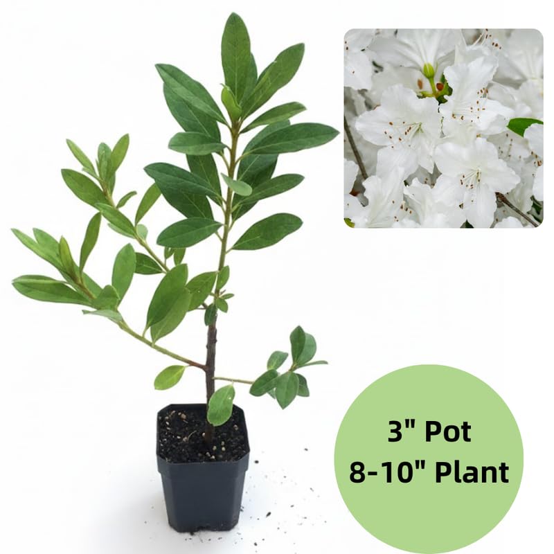White Azalea Plant in 4 Inch Pot, 8-10 Inch Tall, Azalea Bush Rhododendron Like Flowering Shrub with Vibrant Spring Blooms for Garden and Containers