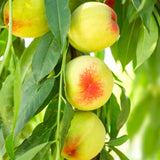 Red Seedling Peach Tree Live Plant, Well-Rooted 6 to 12 Inches in Tall in Gallon Pot for Growing, Peachs Fruit Trees Cold Hardy, No CA