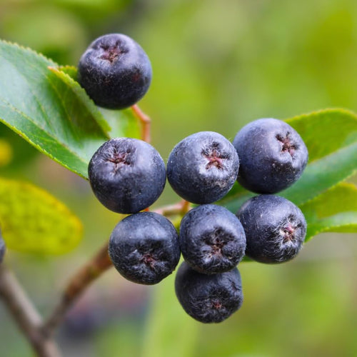 Set of 12 Chokeberry Cuttings for Planting, Black Aronia Bare Root, Sweet Edible Fruit, Ready to Grow, Suitable for Outdoor Garden