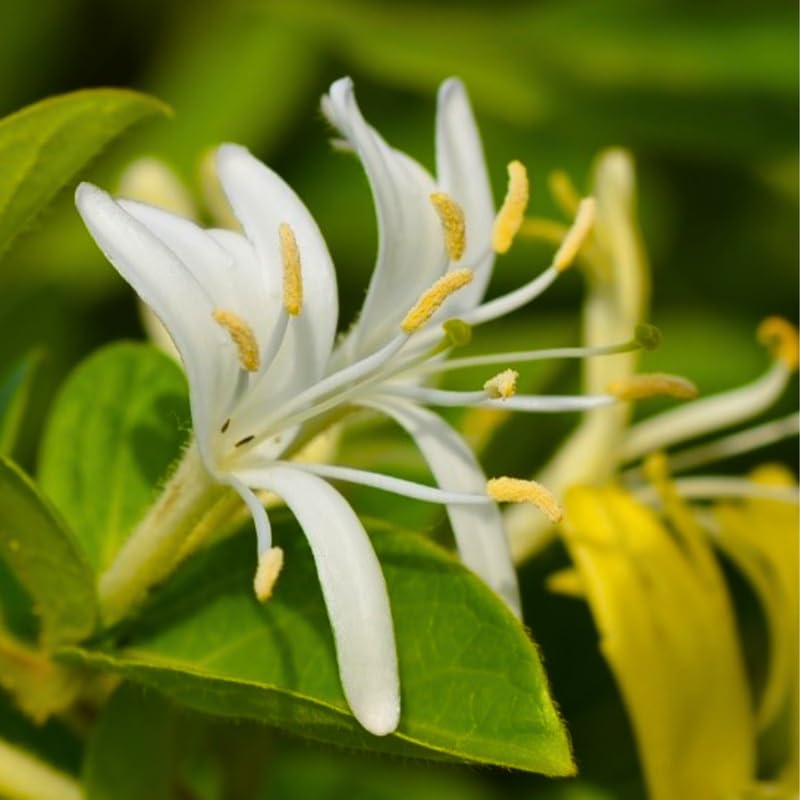 Set of 2 Honeysuckle Vine Live Plants for Trellis, or Fence, 6 Inches Tall, Climbing Flowering Vine Starters for Outdoor Garden, No Pot