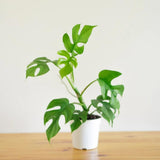 2 Monstera Plants Live, Swiss Cheese Philodendron Plant, Ornamental Tropical Well-Rooted, 4 to 5 Leaves for Indoor Houseplant (Mini Monstera)