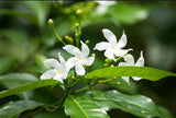 Live Crepe Jasmine Plant in Half Gallon Pot, Fragrant White Jasmine Flowers Bush, 8-14'' Tall, Garden and Container Planting