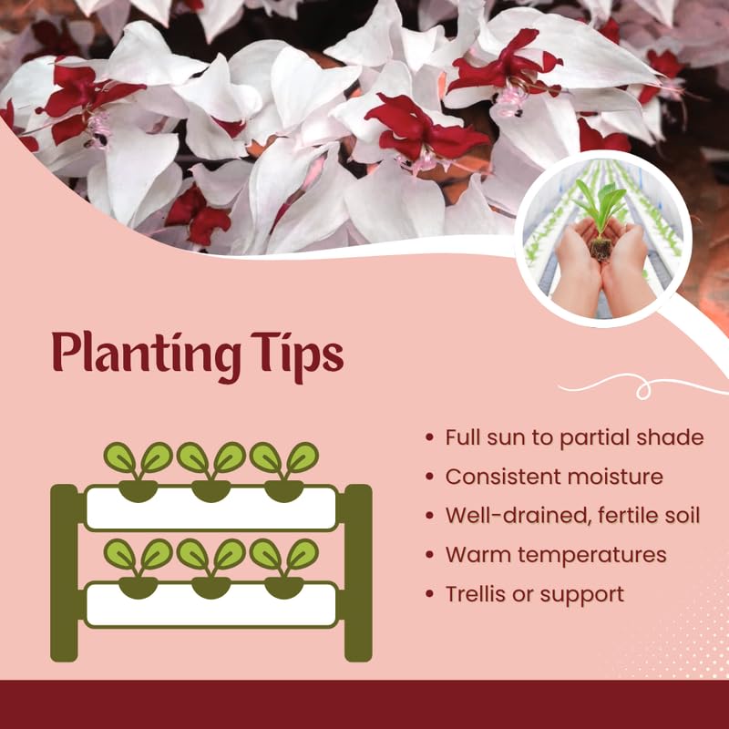 White Bleeding Heart Clerodendrum Plants Live, Trailing Light Bulb Flowering Vine, 4-8 Inch Tall, Ready to Plant Outdoor