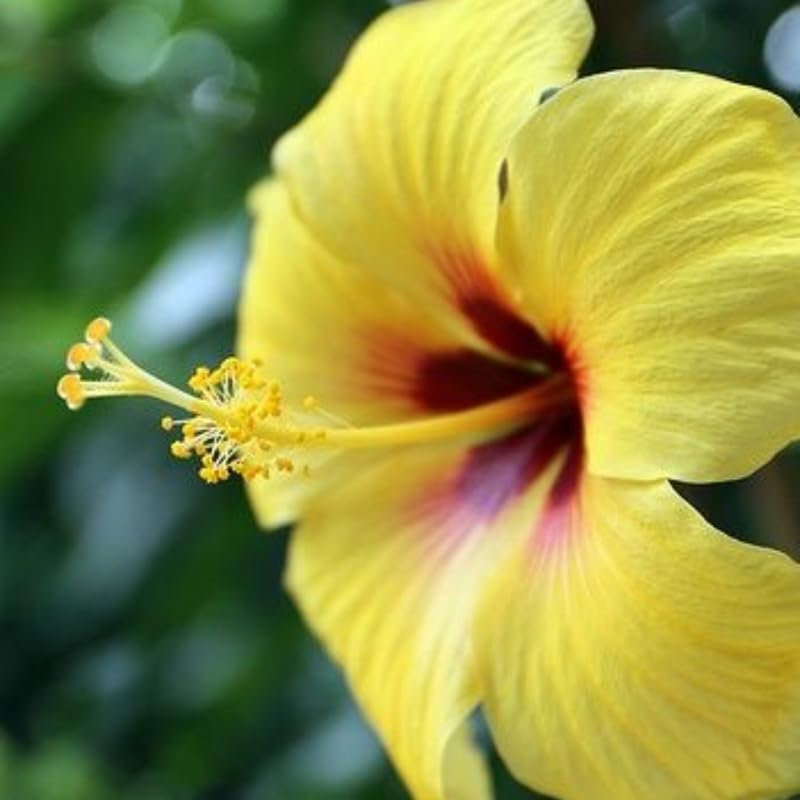 Tropical Yellow Hibiscus Plant Live, Hardy Hibiscus Flowers Colorful Blooms for Outdoor Landscapes, 8-10 Inch Height, Hibiscus Shrubs, No Pot, Well-Rooted