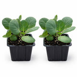 Set 2 Pots Brussel Sprouts Plants, 4″ Pot Brussel Sprouts Plants, Well Rooted Vegetable Seedlings for Garden, Container Planting