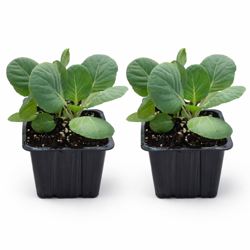Set 2 Pots Brussel Sprouts Plants, 4″ Pot Brussel Sprouts Plants, Well Rooted Vegetable Seedlings for Garden, Container Planting