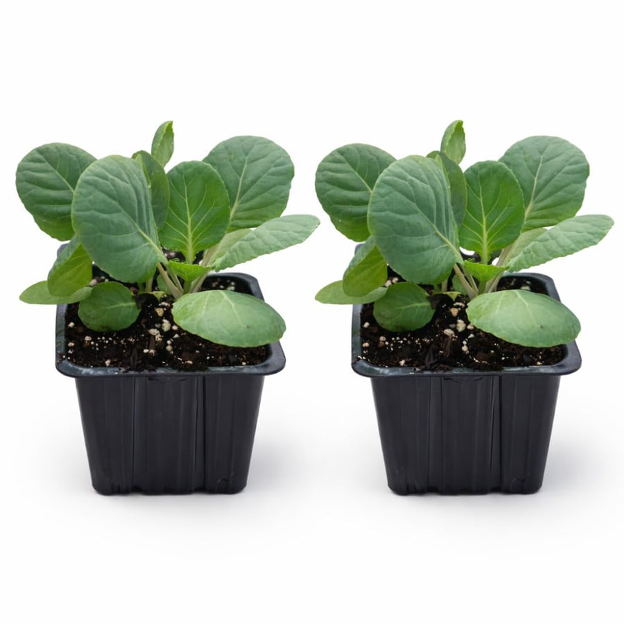 Set 2 Pots Brussel Sprouts Plants, 4″ Pot Brussel Sprouts Plants, Well Rooted Vegetable Seedlings for Garden, Container Planting