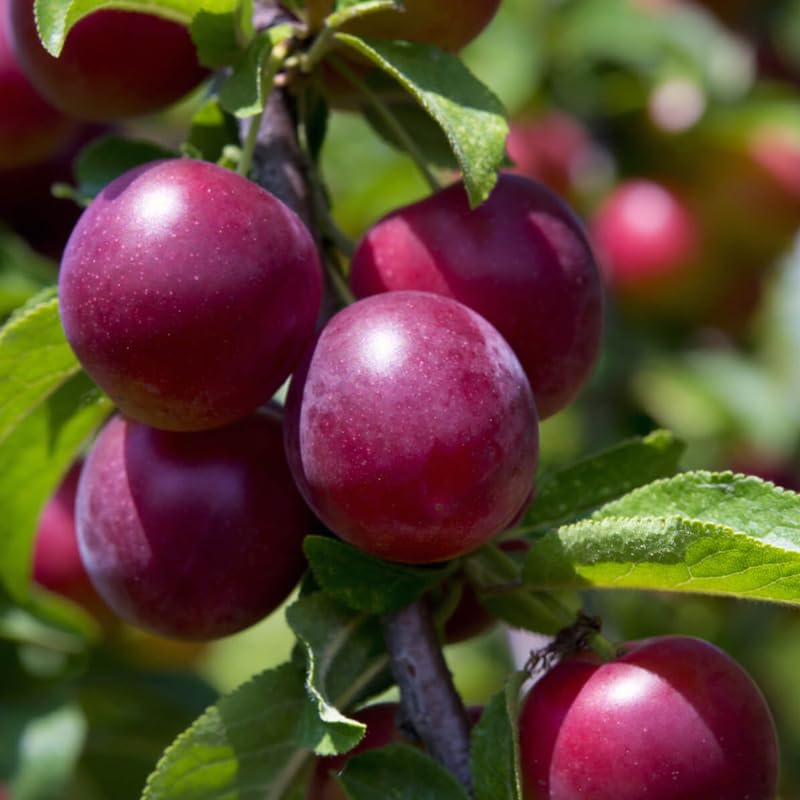 Pack 2 Wild Plum Trees Live Plants 2-3 Feet Height, Bareroots, Dormant, Plum Plant Live for Planting Outdoors, Deep Red Plum Tree Plant