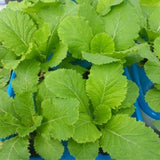 2000 Florida Broadleaf Mustard Seeds, Mustard Green Seeds, Fast Growing Heirloom Vegetable Seed for Garden and Containers