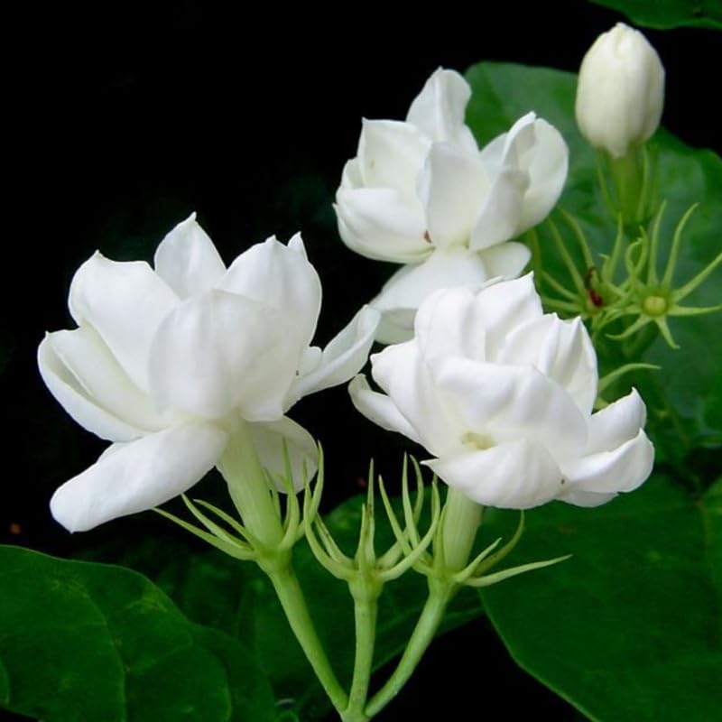 White Arabian Jasmine Plant, 5-7 Inch Height in 3 Inch Pot, Fragrant White Jasmine Flowers for Planting Containers, Outdoor Garden