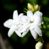 Maid of Orleans Jasmine Plant, Fragrant Jasmine Flower Vine 4-8 Inches Well Rooted for Container, Hanging Basket Growing